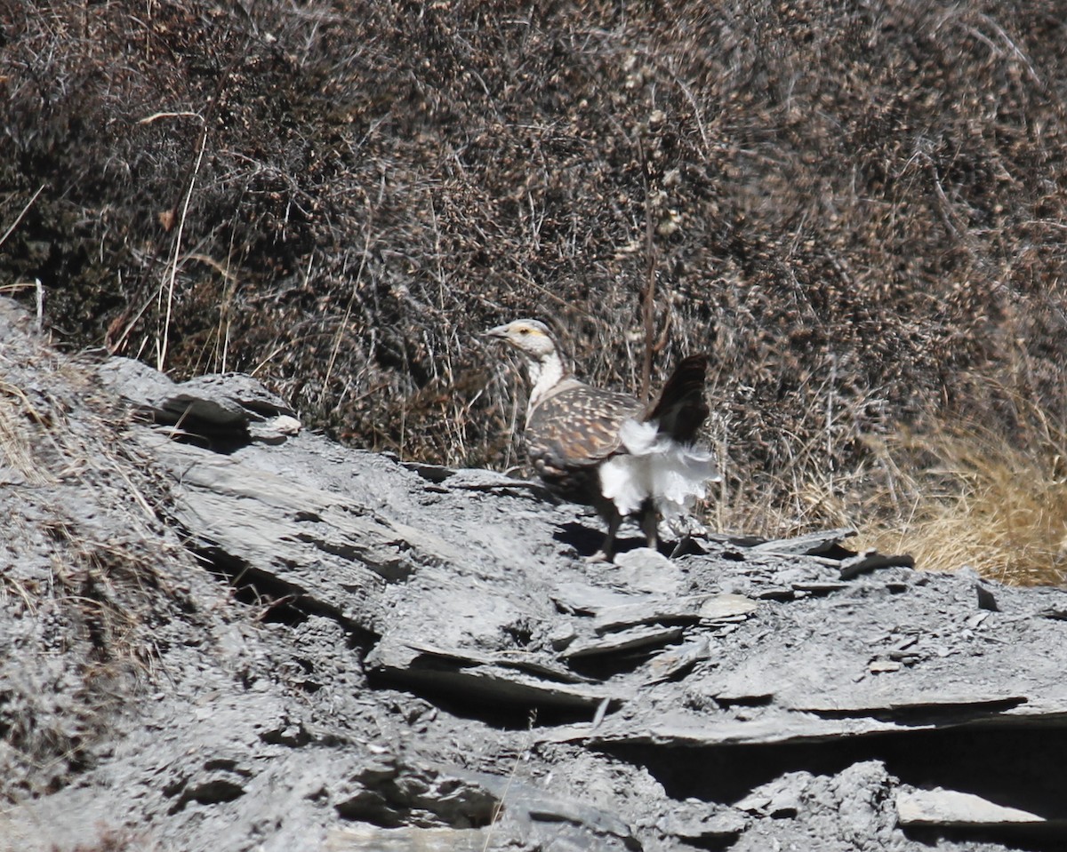 Himalayan Snowcock - ML250010131