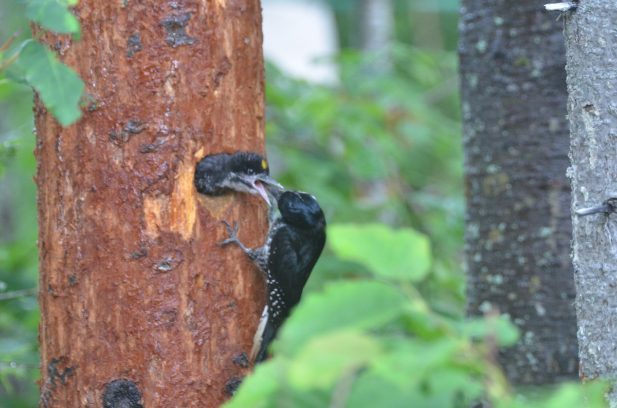 Black-backed Woodpecker - claudine lafrance cohl