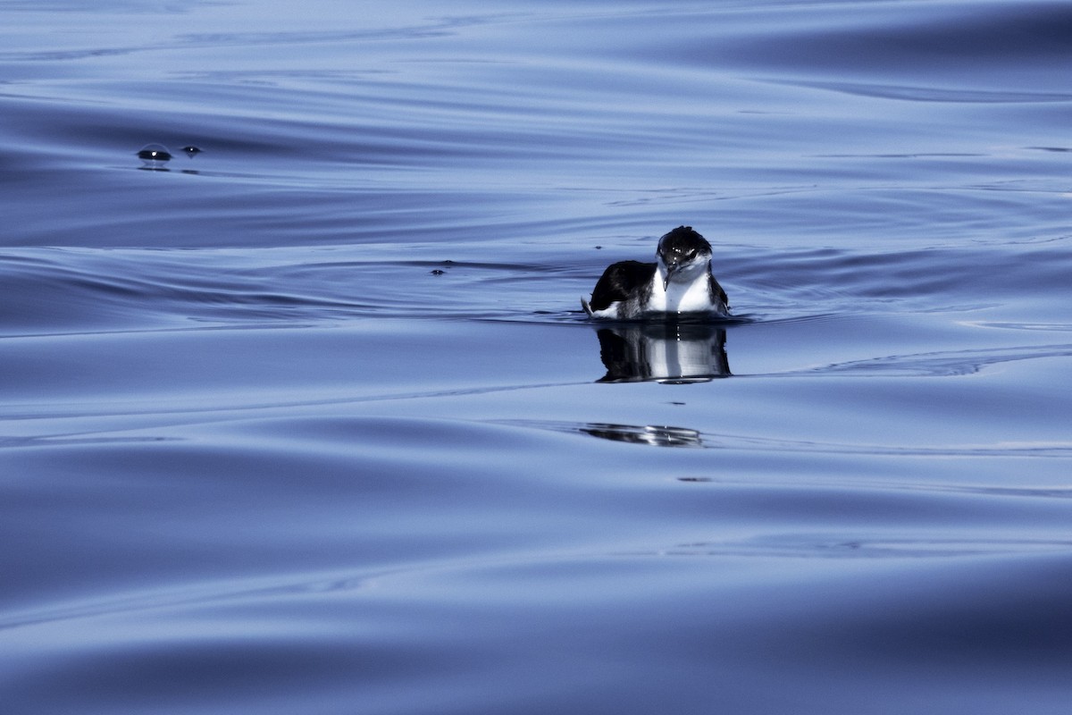 Audubon's Shearwater - Wendy Allen