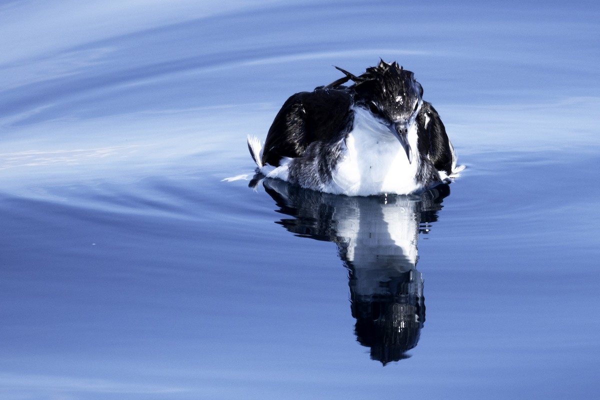 Audubon's Shearwater - ML250012661