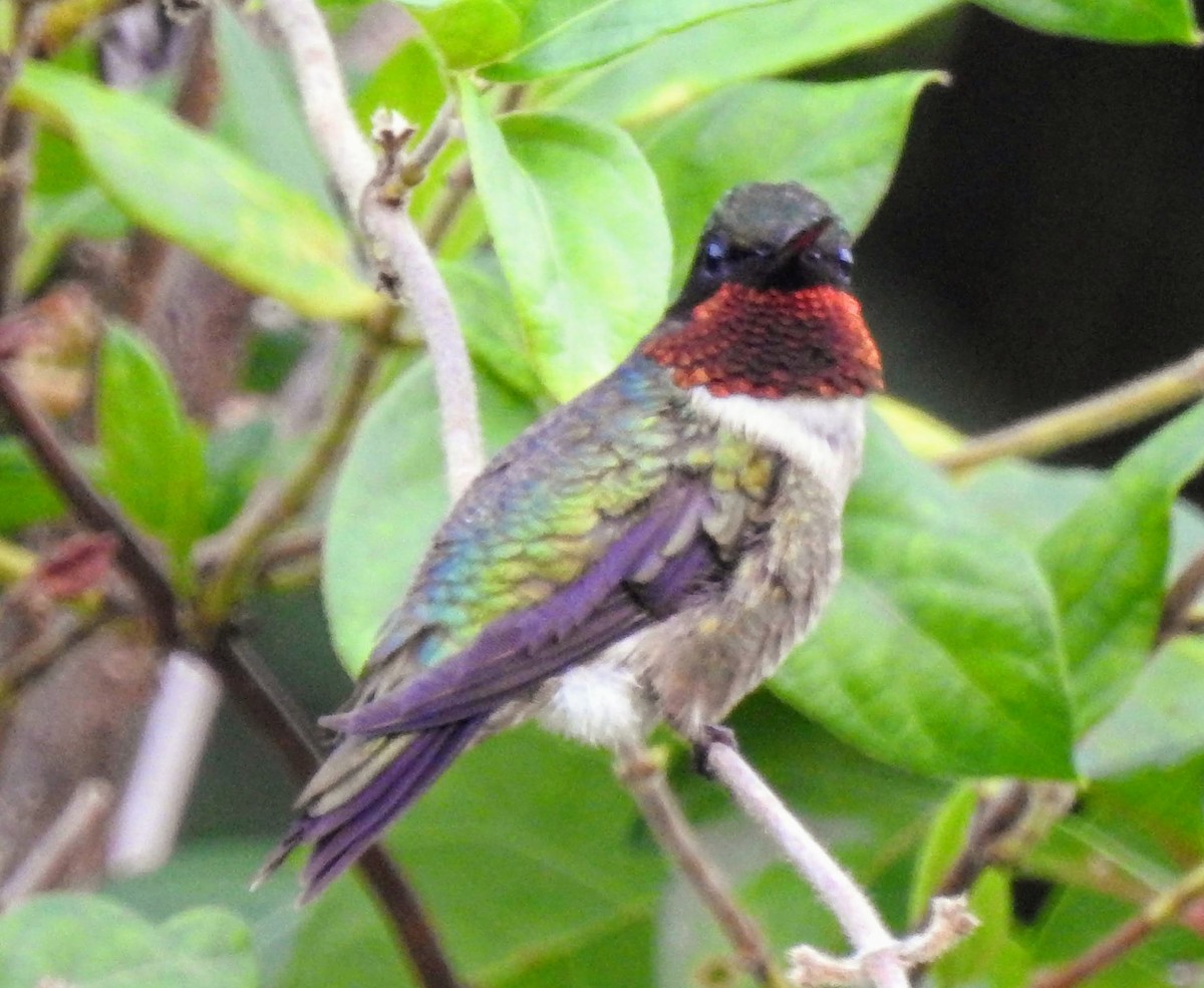 Ruby-throated Hummingbird - ML250014001