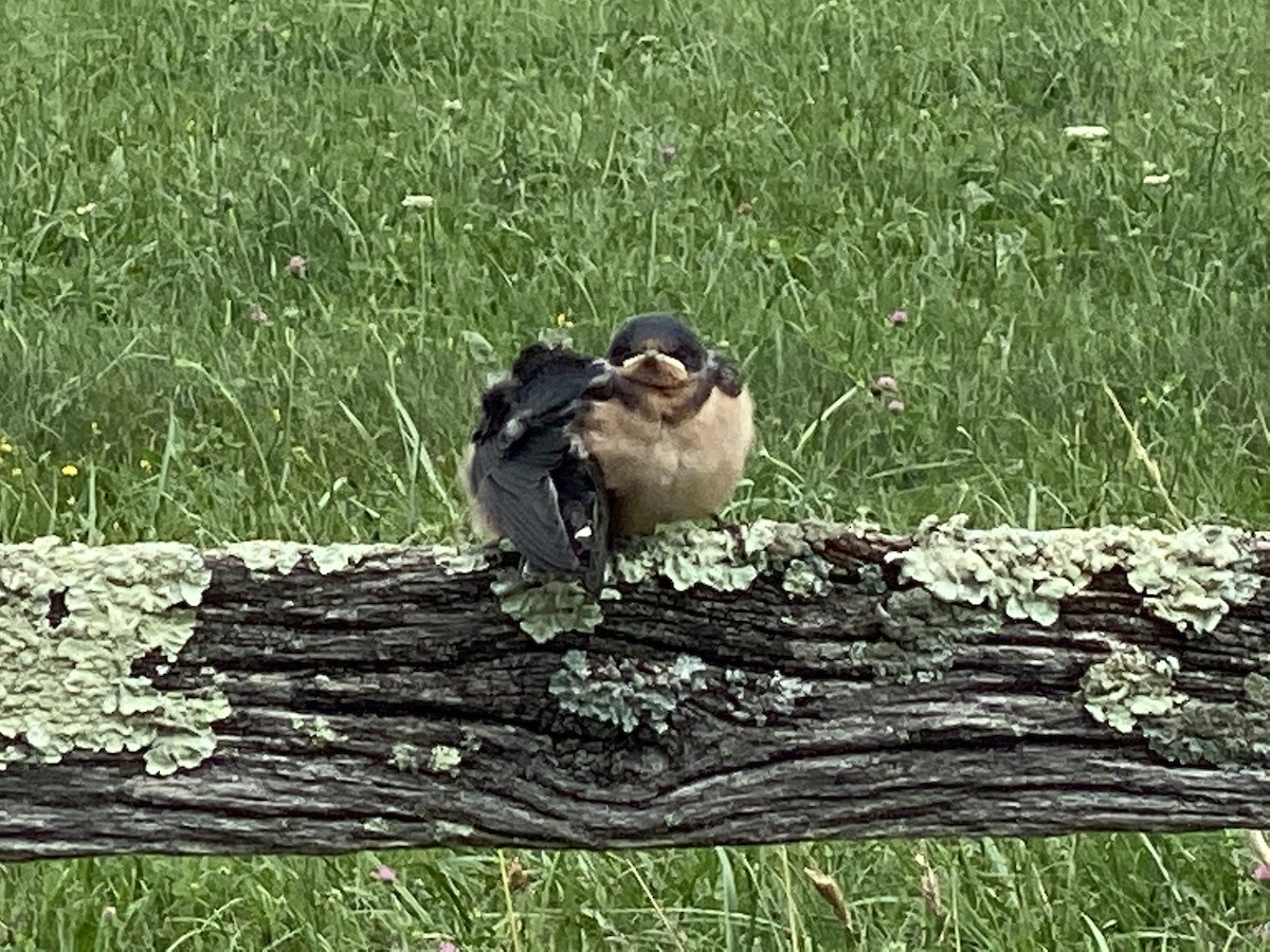 Barn Swallow - ML250014741