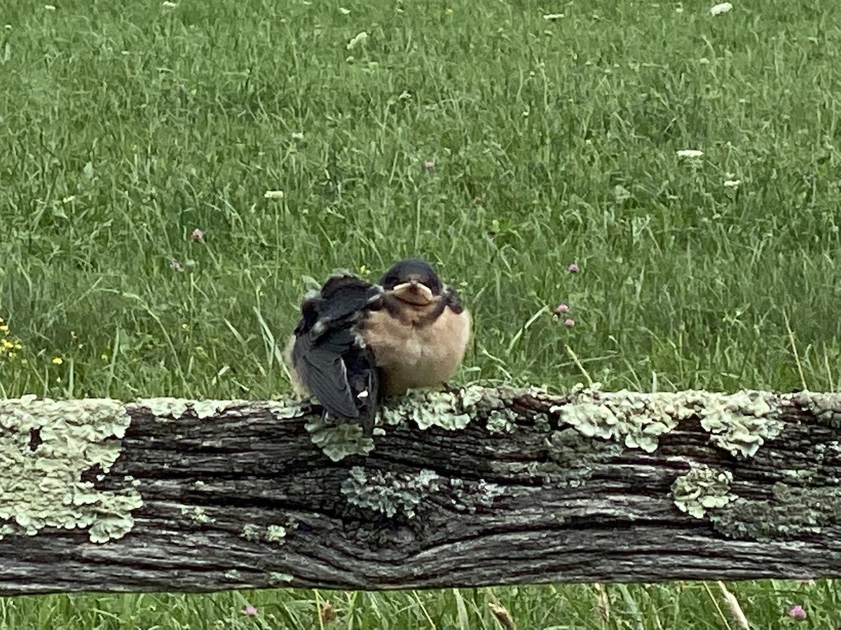 Barn Swallow - ML250014751