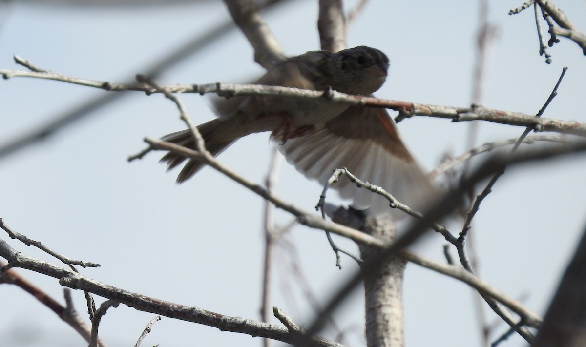 Grasshopper Sparrow - ML250016531