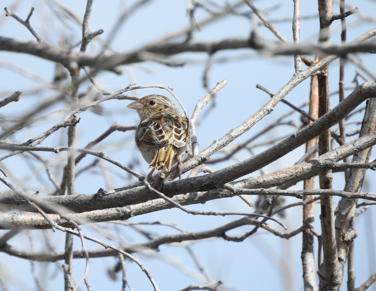 Grasshopper Sparrow - ML250016651