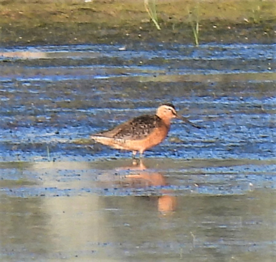 Long-billed Dowitcher - ML250017571