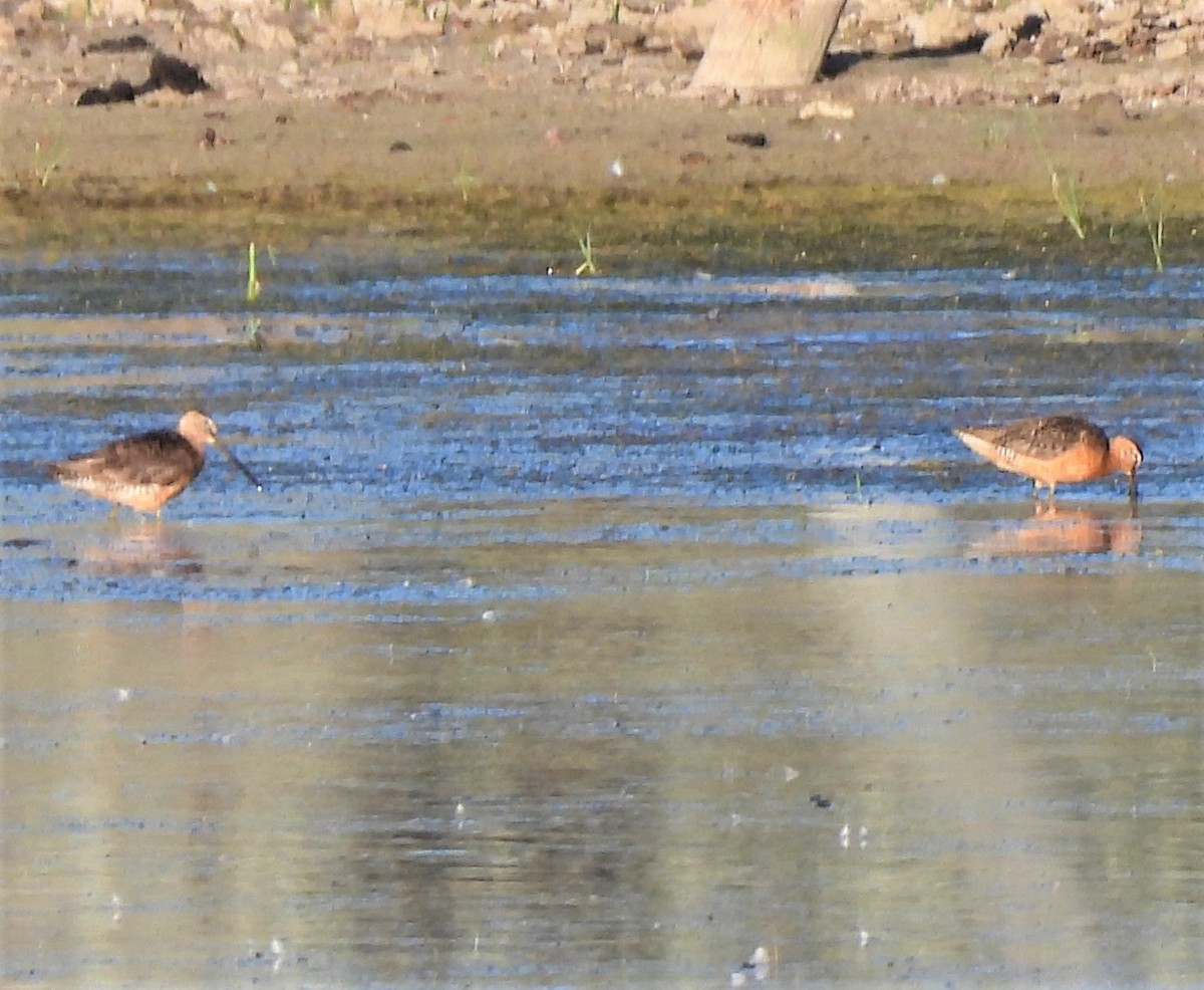 Long-billed Dowitcher - ML250017591
