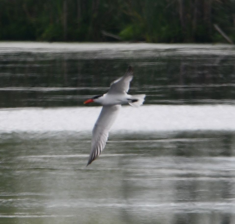 Caspian Tern - ML250017741