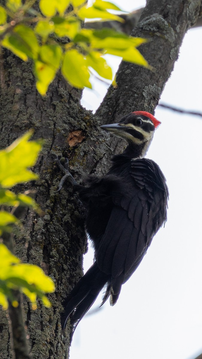 Pileated Woodpecker - ML250018721