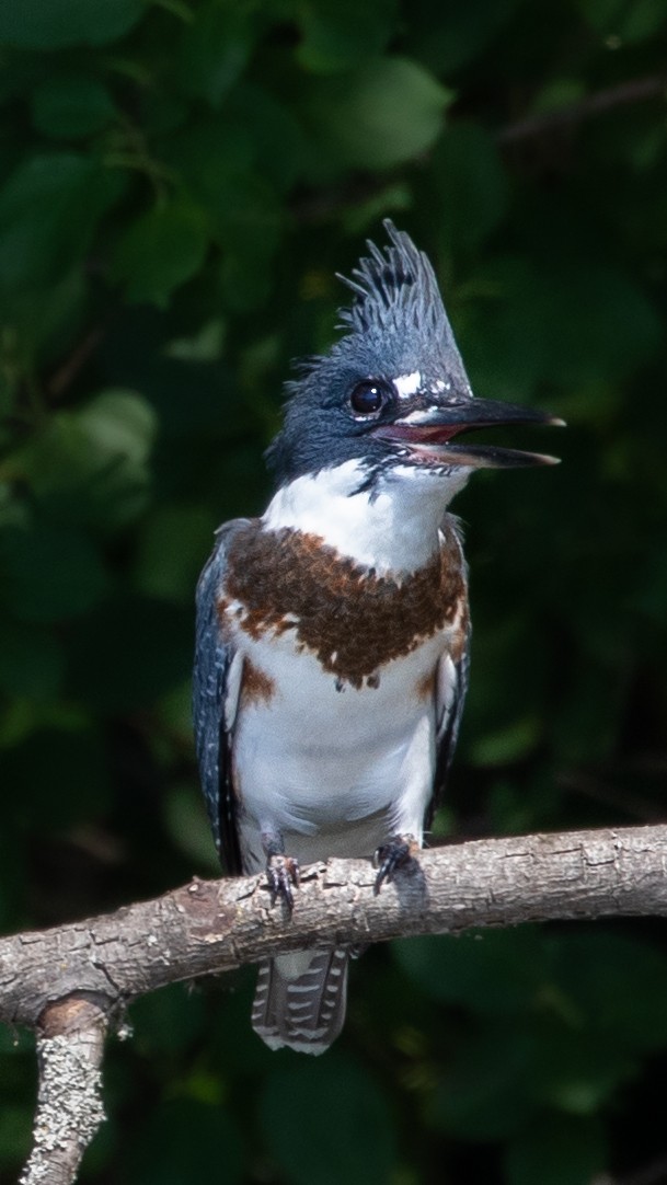 Belted Kingfisher - ML250018741
