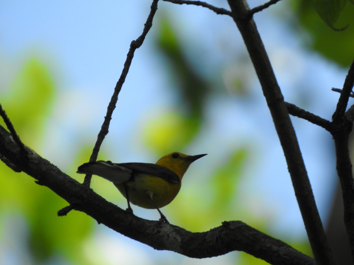 Prothonotary Warbler - ML250021311