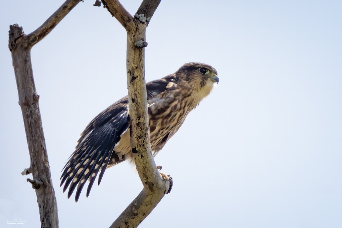 Merlin (Taiga) - James Johnston