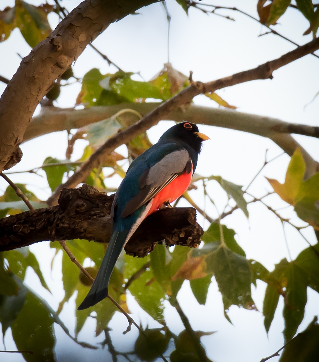 Elegant Trogon - Thomas Brown