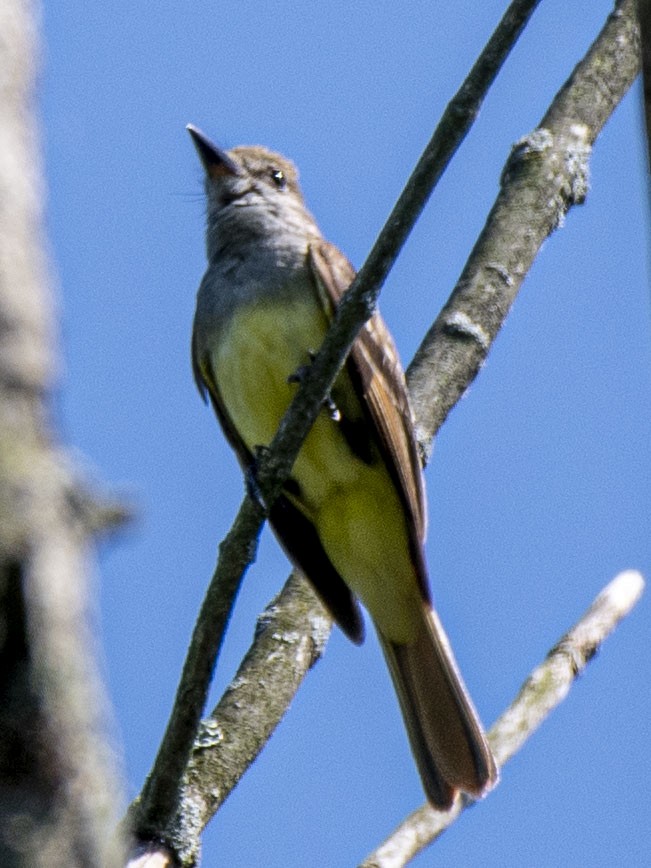 Great Crested Flycatcher - Estela Quintero-Weldon