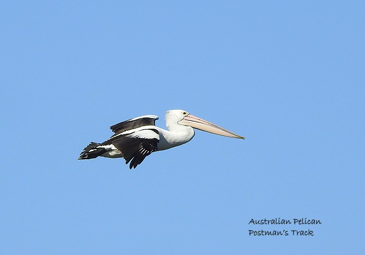 Australian Pelican - ML250022701