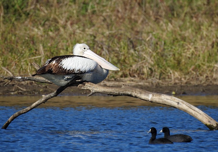 Australian Pelican - ML250022731