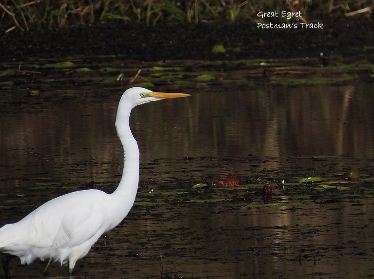 Great Egret - ML250022741