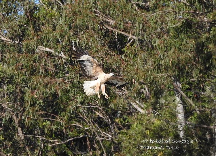 White-bellied Sea-Eagle - Marie Tarrant