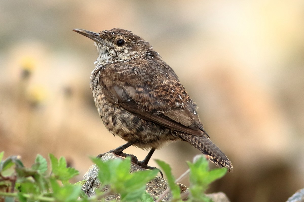 Rock Wren - ML250024431