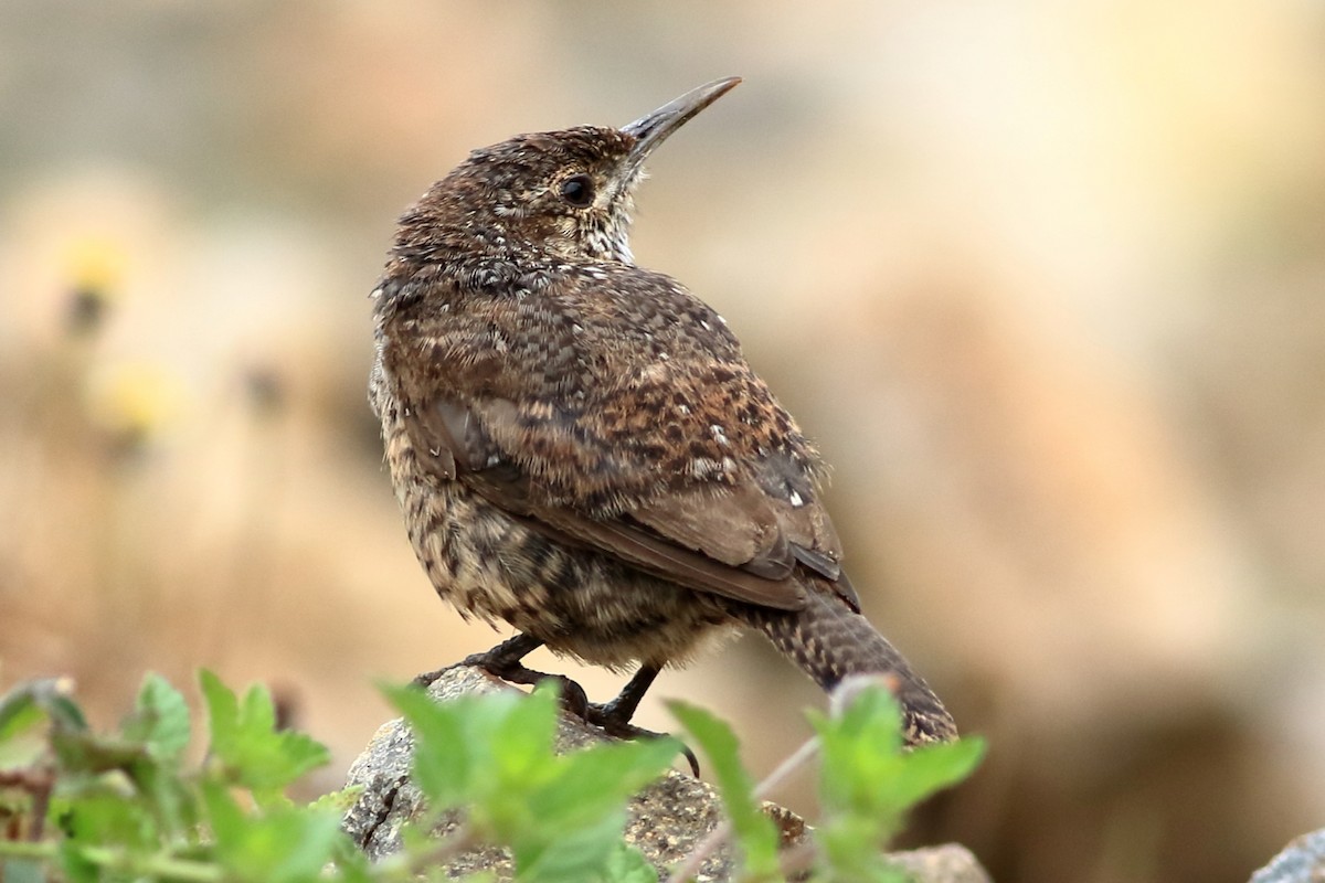 Rock Wren - ML250024441