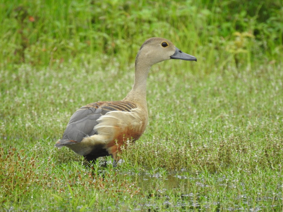 Lesser Whistling-Duck - Raju Kidoor