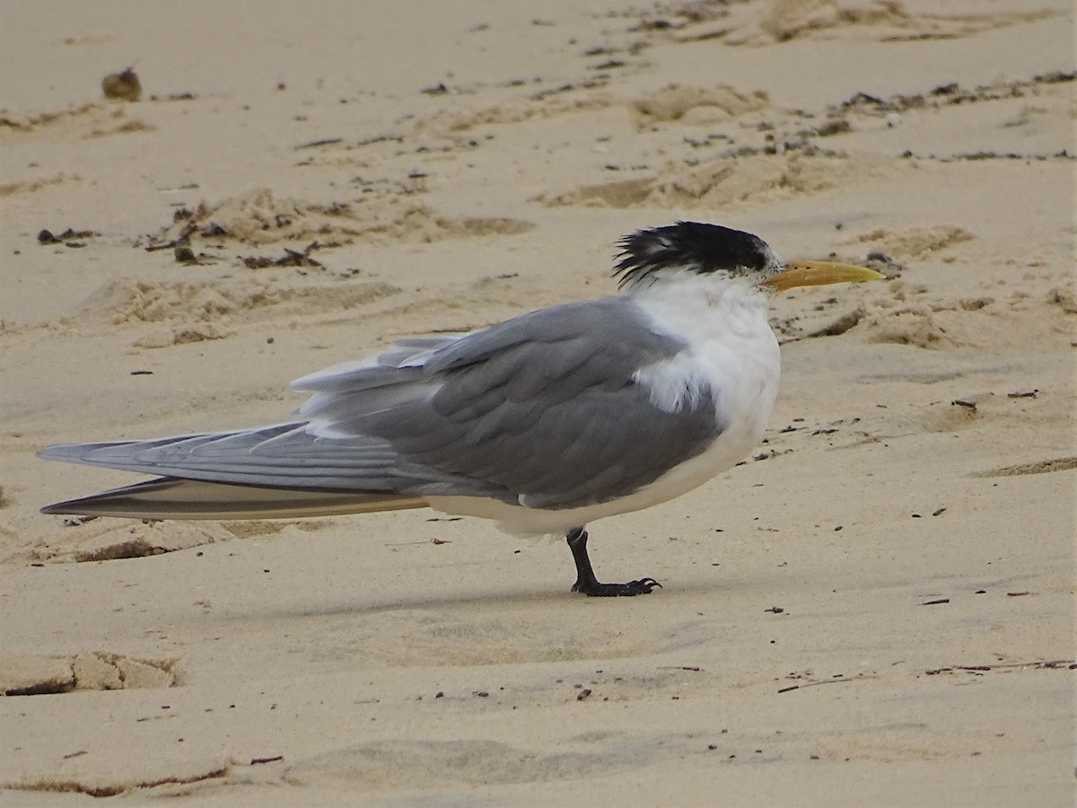 Great Crested Tern - ML250026131