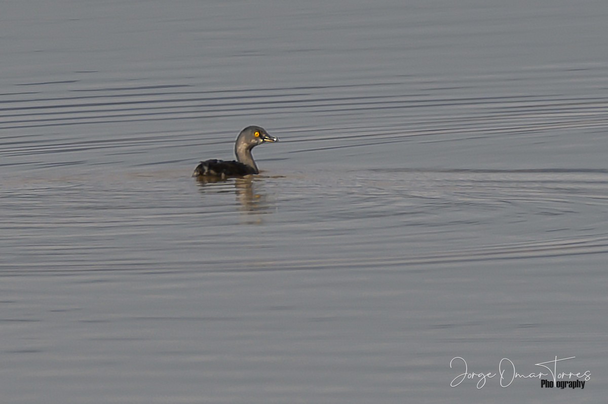 Least Grebe - ML250026921