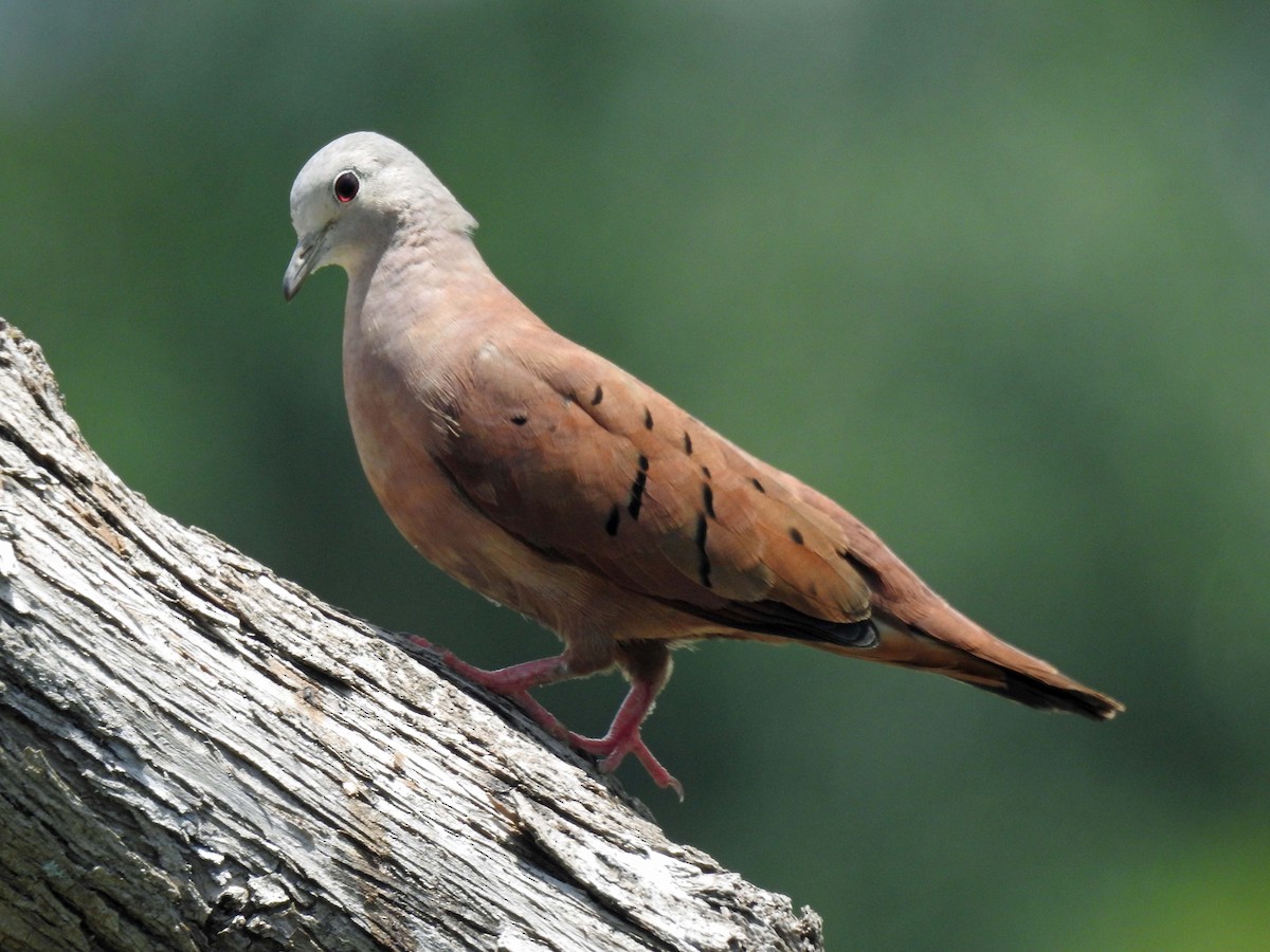 Ruddy Ground Dove - ML250027081