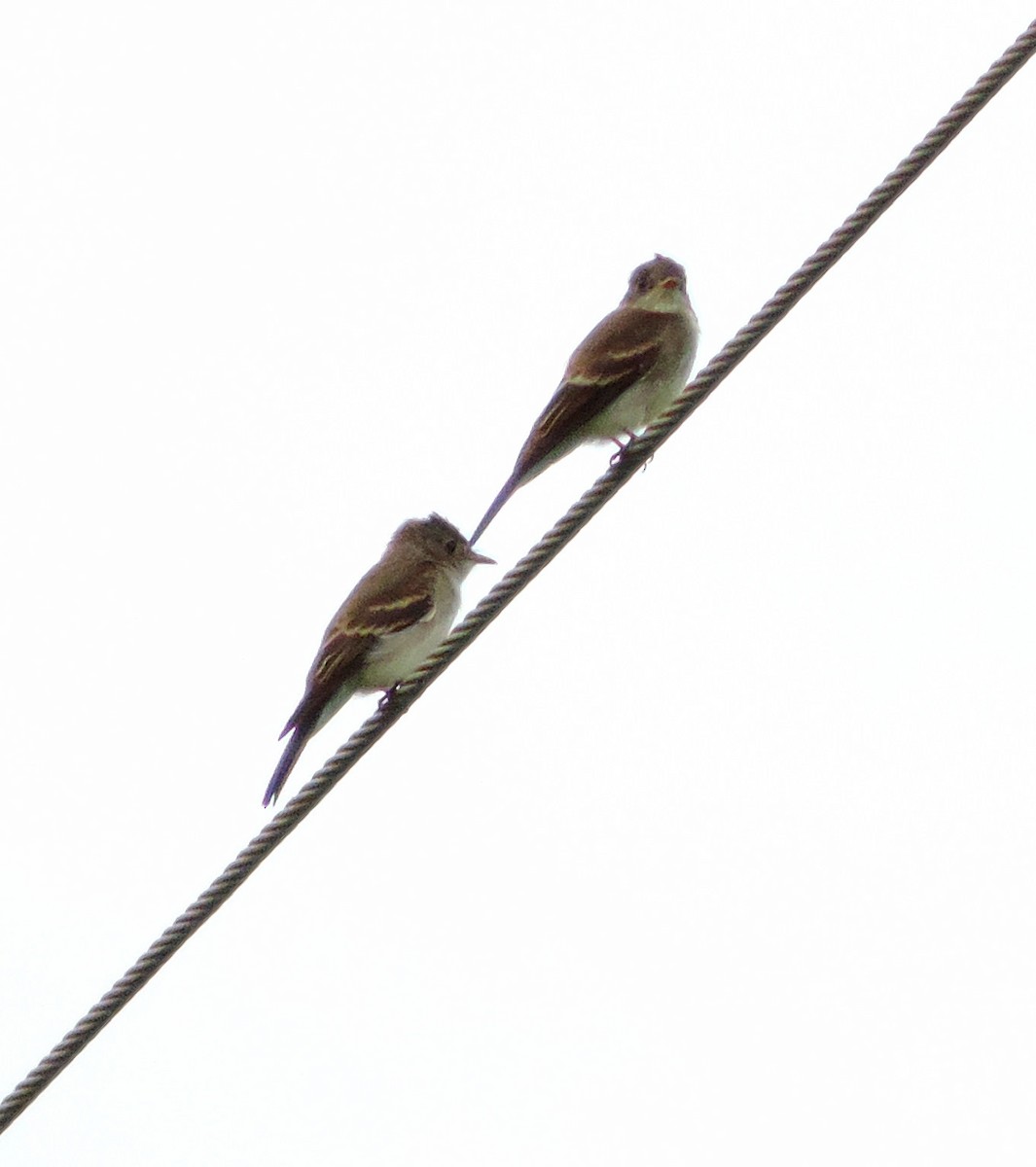 Eastern Wood-Pewee - ML250027791