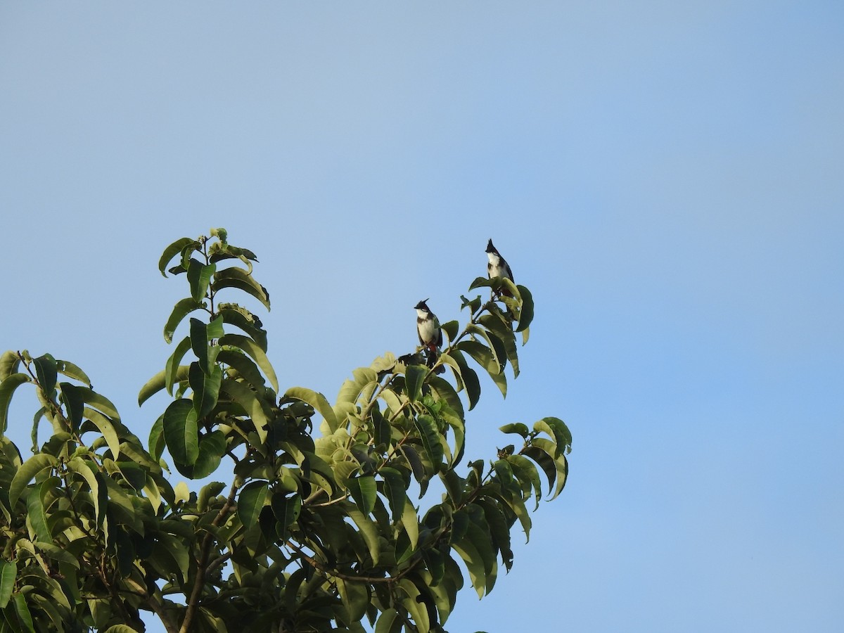 Red-whiskered Bulbul - ML250028901