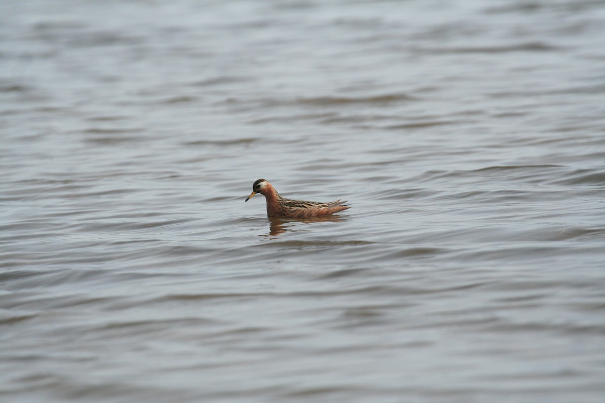 Red Phalarope - Don-Jean Léandri-Breton