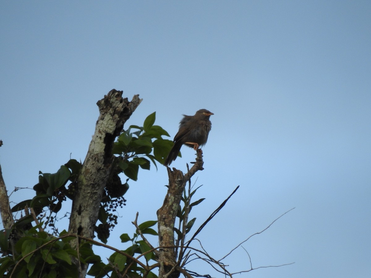 Yellow-billed Babbler - ML250029341