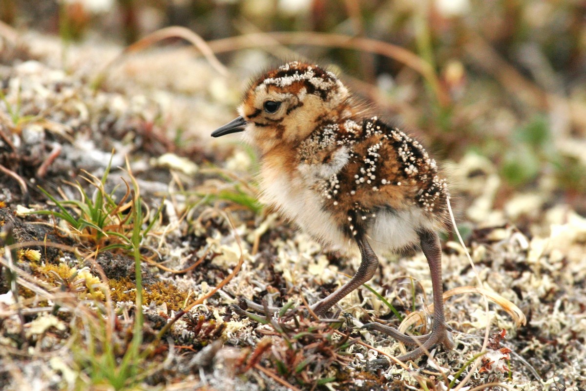 White-rumped Sandpiper - Don-Jean Léandri-Breton