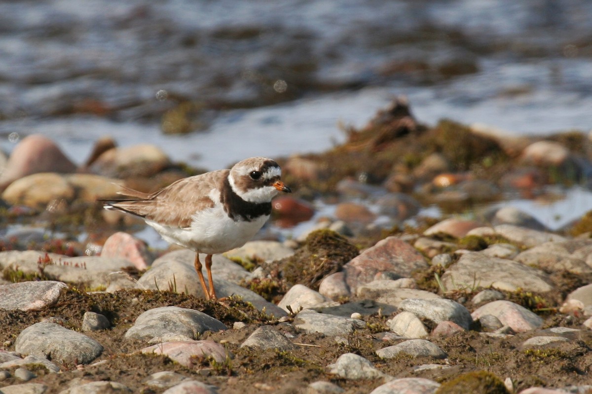 Common Ringed Plover - ML250032921