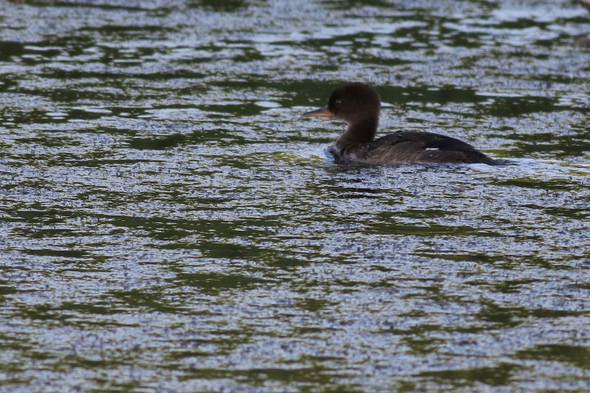 Hooded Merganser - ML250033091