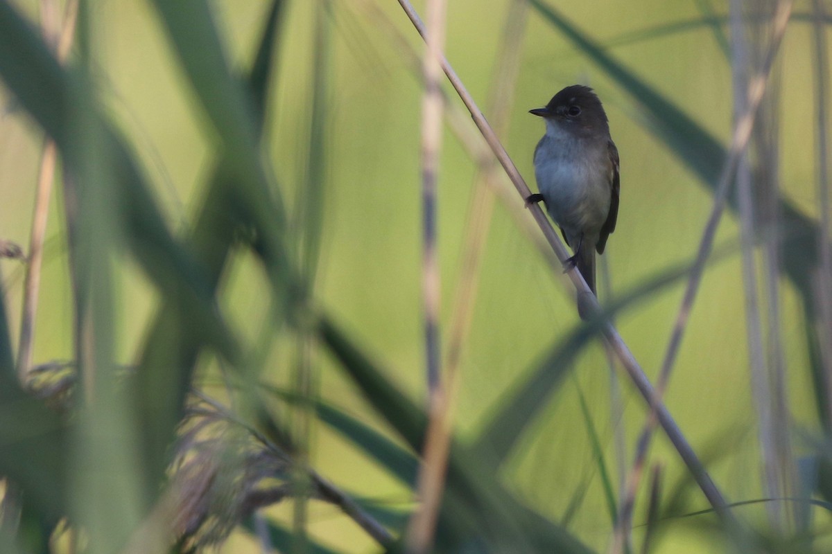 Least Flycatcher - ML250033601