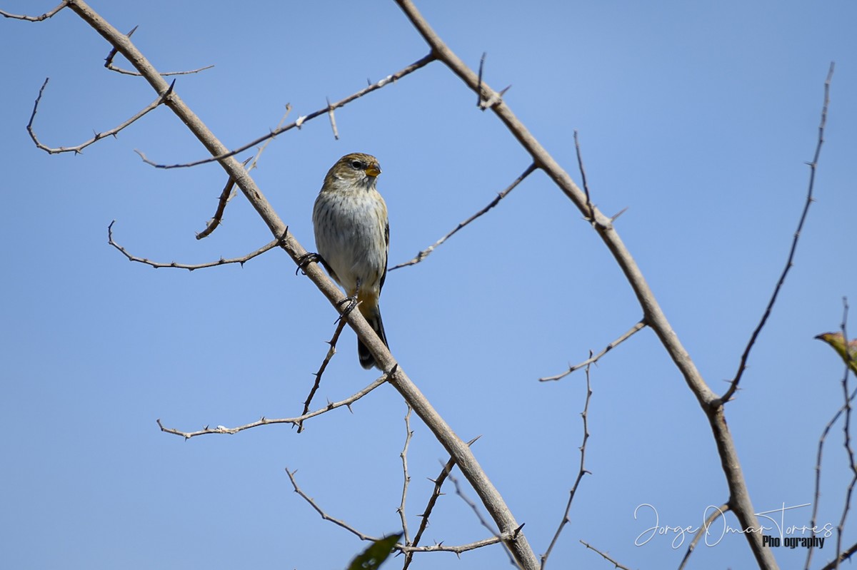 Band-tailed Seedeater - Jorge Omar Torres