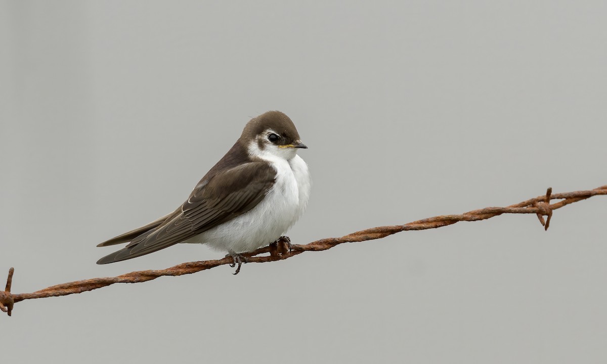 Violet-green Swallow - Becky Matsubara