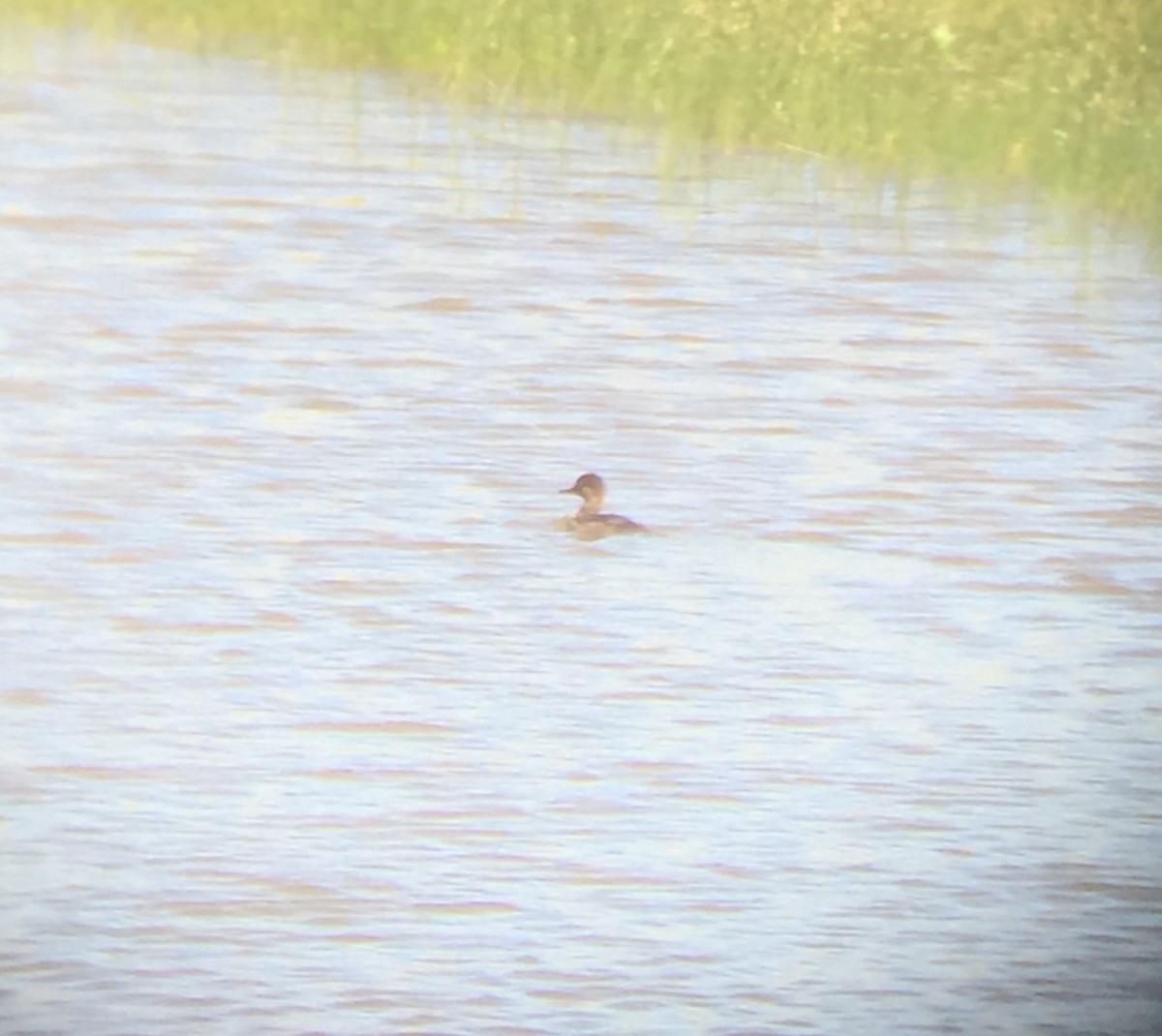 Hooded Merganser - ML250040941