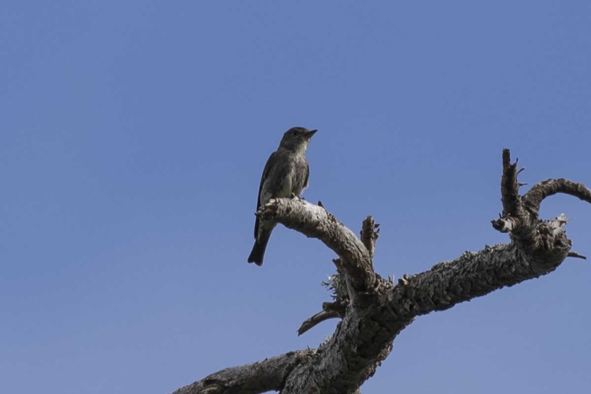 Olive-sided Flycatcher - ML250040951