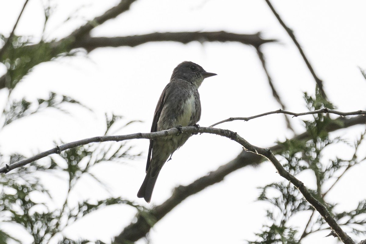 Olive-sided Flycatcher - ML250040961