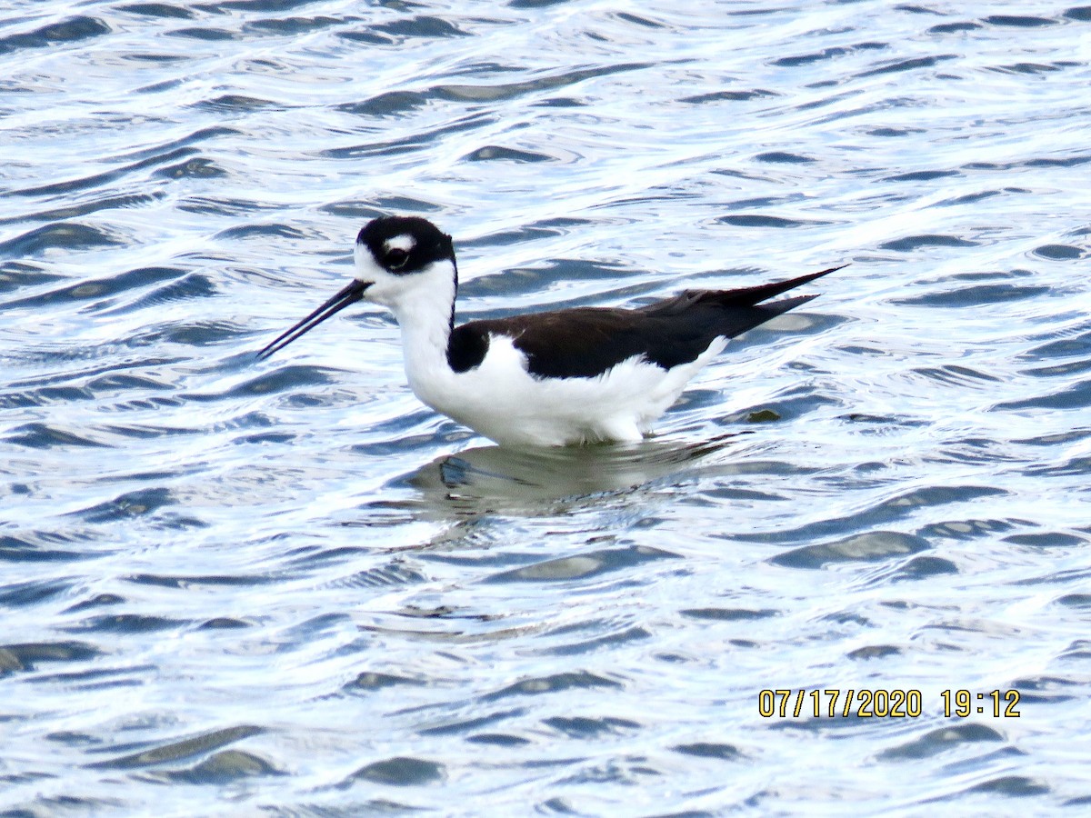 Black-necked Stilt - ML250041111