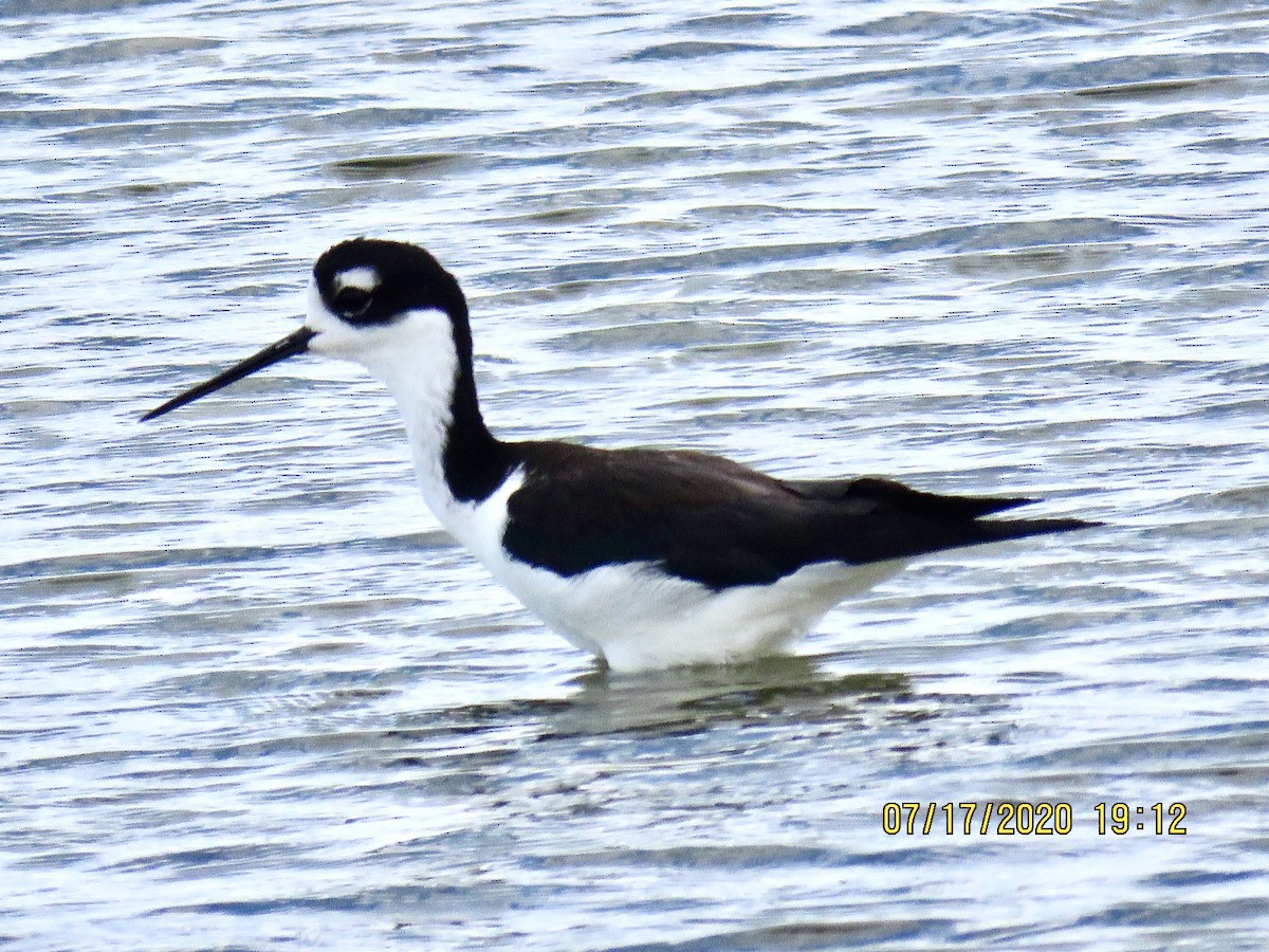 Black-necked Stilt - ML250041121