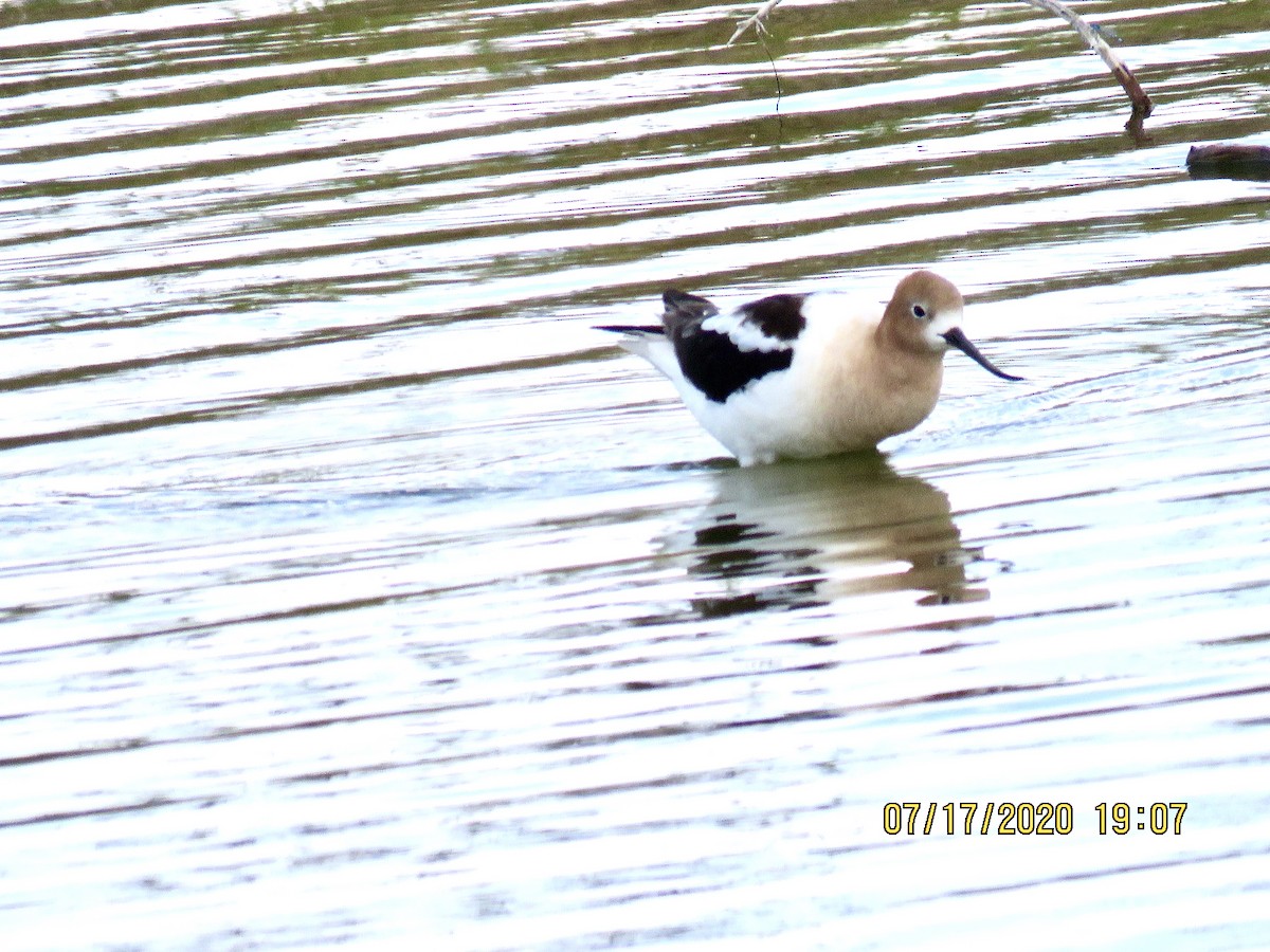 American Avocet - ML250041291