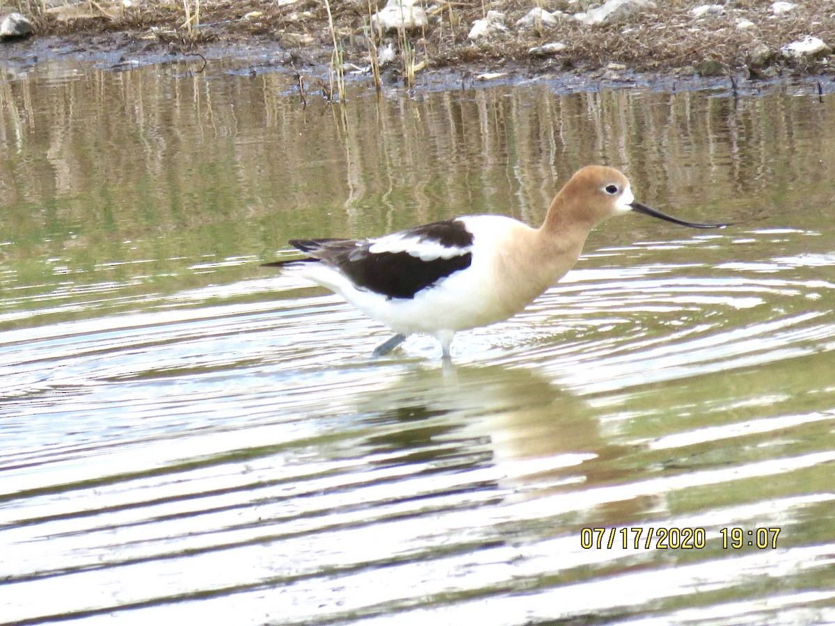 American Avocet - ML250041301
