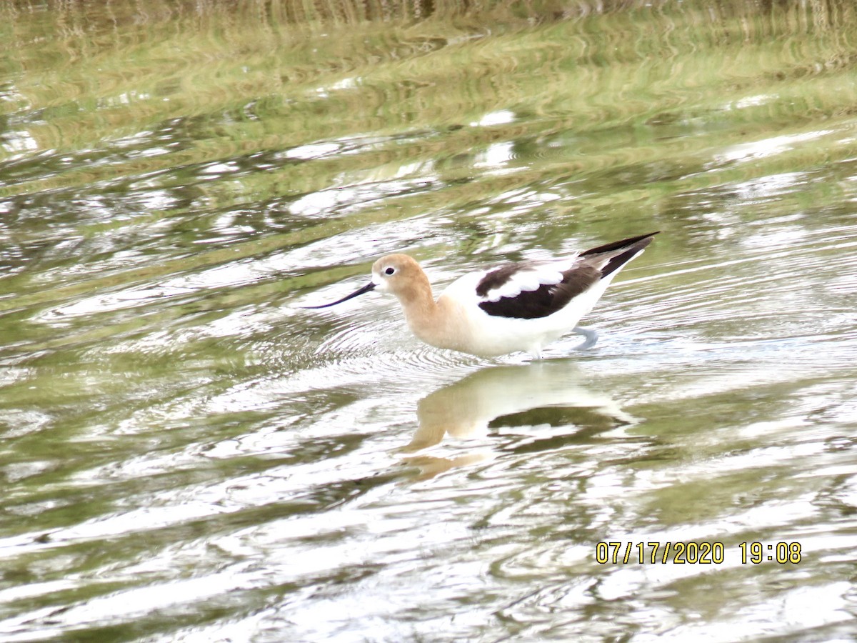 American Avocet - ML250041321