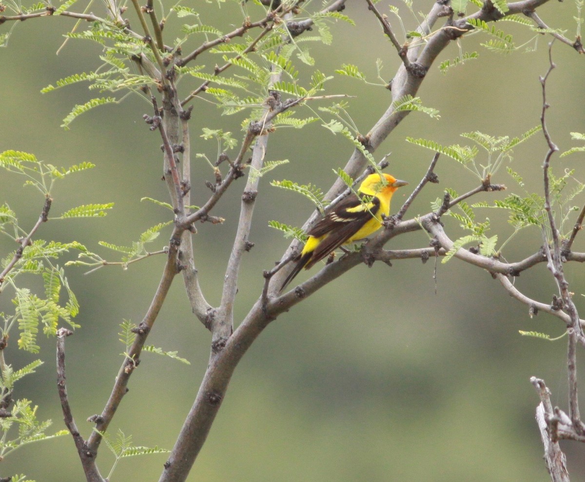 Western Tanager - ML250043011