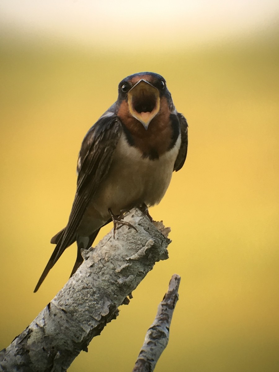 Barn Swallow - ML250045541