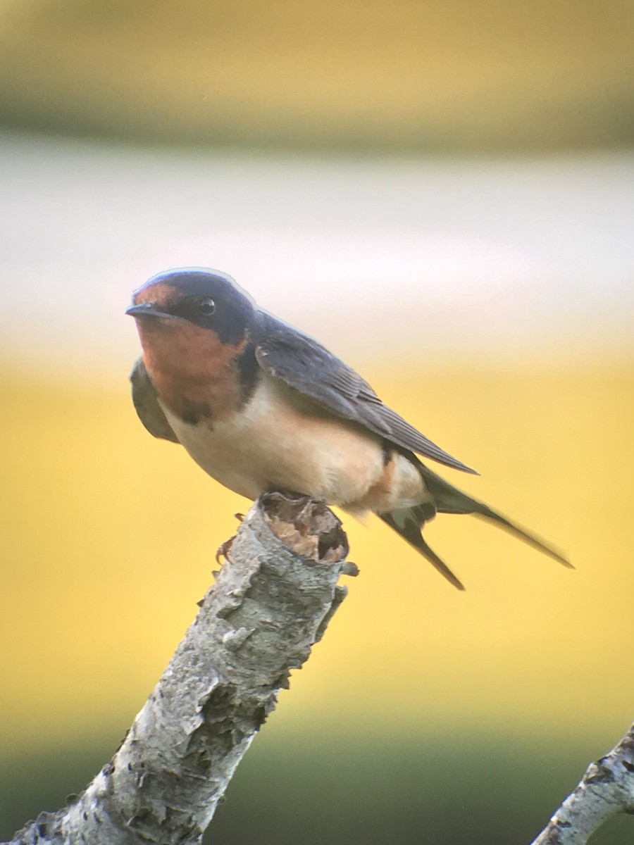 Barn Swallow - ML250045721