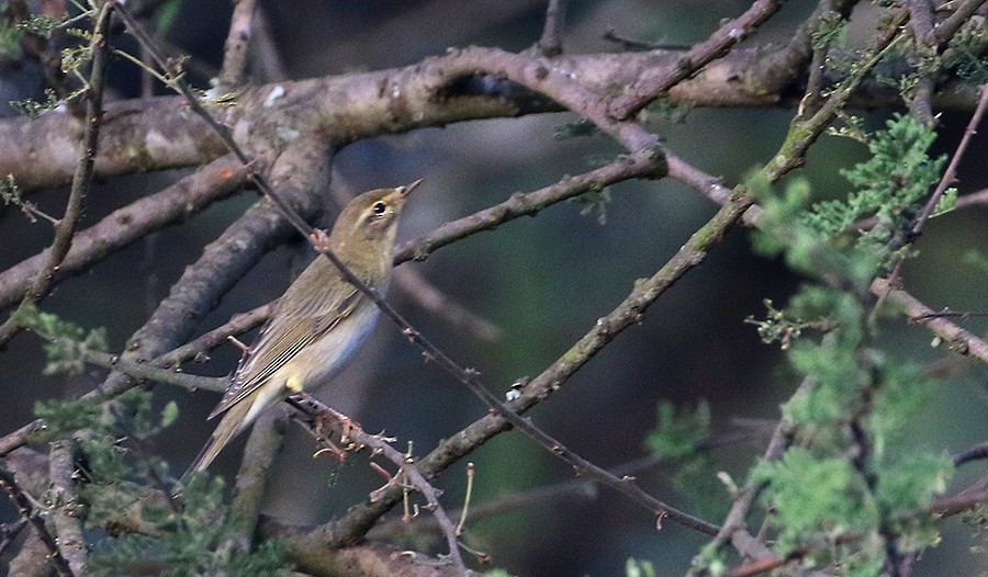 Willow Warbler - ML250047371